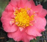 Camellia japonica 'Maiden of Great Promise' at Camellia Forest Nursery