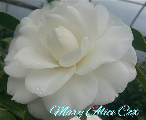 Camellia japonica 'Mary Alice Cox' at Camellia Forest Nursery