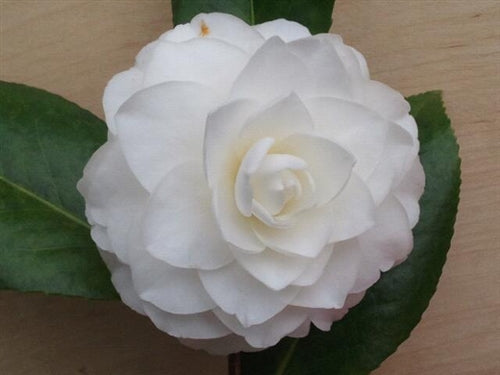 Camellia japonica 'Margie' at Camellia Forest Nursery