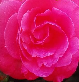 Camellia japonica 'Margaret Higdon' at Camellia Forest Nursery