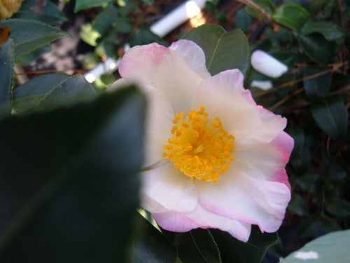 Camellia x 'Mason Farm'