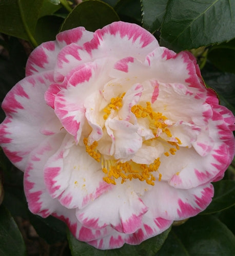 Camellia japonica 'Margaret Davis Picotee' at Camellia Forest Nursery