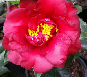 Camellia japonica 'Midnight' at Camellia Forest Nursery