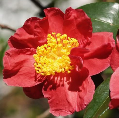 Camellia sasanqua 'Midnight Lover' at Camellia Forest Nursery