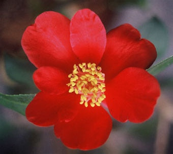 Camellia x vernalis 'Mieko Tanaka'