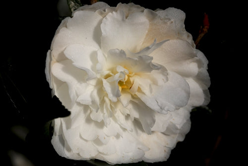 Camellia sasanqua 'Mine-no-yuki' at Camellia Forest Nursery