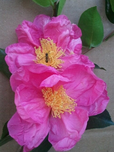 Camellia sasanqua 'Moon Festival' at Camellia Forest Nursery