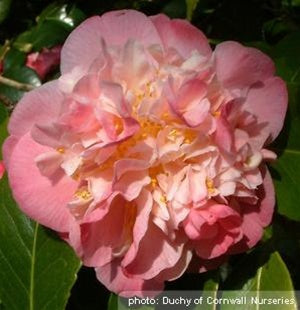 Camellia japonica 'Mrs. Lyman Clarke' at Camellia Forest Nursery