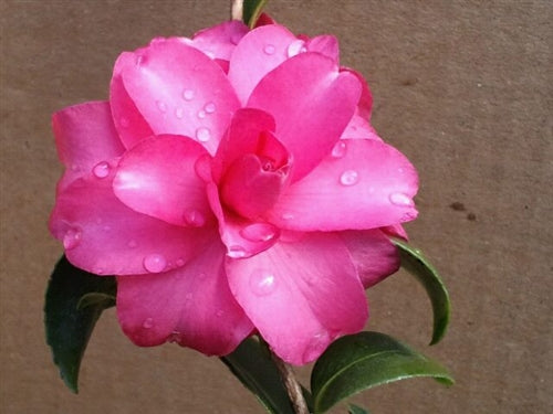 Camellia sasanqua 'Midnight Ruby' at Camellia Forest Nursery