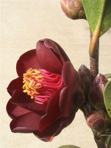 Camellia x 'Night Rider'