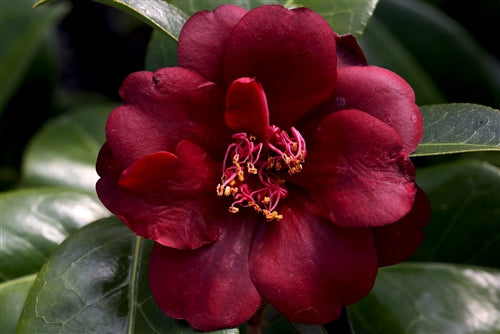 Camellia x 'Night Rider'