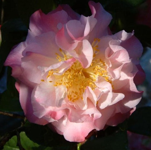 Camellia japonica 'Nuccio's Jewel' at Camellia Forest Nursery