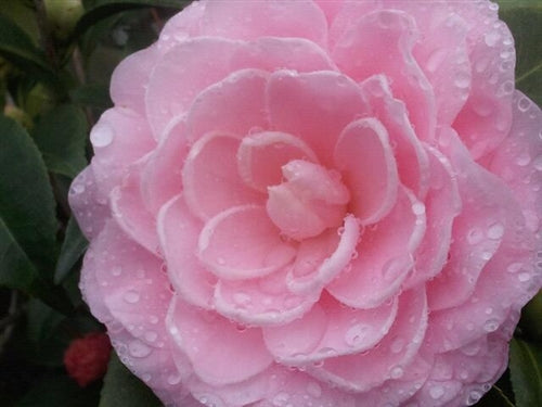 Camellia japonica 'Nuccio's Cameo' at Camellia Forest Nursery