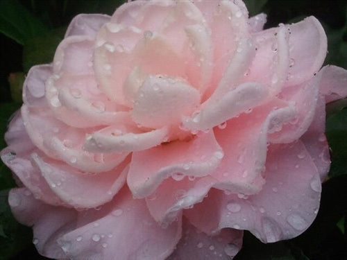 Camellia japonica 'Nuccio's Cameo' at Camellia Forest Nursery