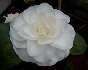 Camellia japonica 'Nuccio's Gem' at Camellia Forest Nursery