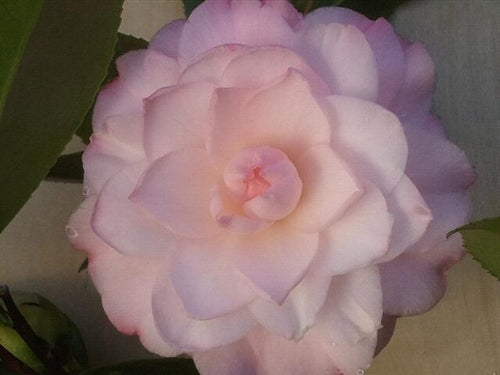 Camellia japonica 'Nuccio's Pearl' at Camellia Forest Nursery, white camellia, pink camellia, formal double camellia, spring blooming