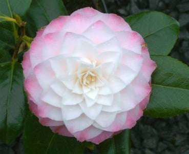 Camellia japonica 'Nuccio's Pearl' at Camellia Forest Nursery, white camellia, pink camellia, formal double camellia, spring blooming