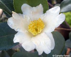 Camellia obtusifolia at Camellia Forest Nursery