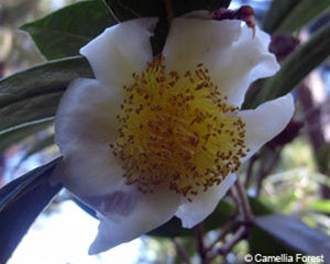 Camellia octopetala at Camellia Forest Nursery