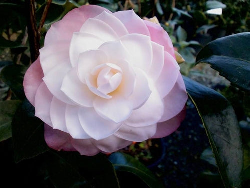 Camellia japonica 'October Affair' at Camellia Forest Nursery