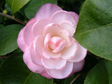 Camellia japonica 'October Affair' at Camellia Forest Nursery