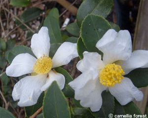 Camellia oleifera (Lu Shan Strain) at Camellia Forest Nursery