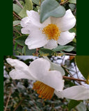 Camellia oleifera 'Lu Shan Snow' at Camellia Forest Nursery