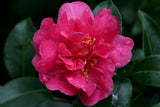 Camellia sasanqua October Magic&reg; Rose at Camellia Forest Nursery