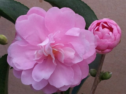 Camellia sasanqua 'Otome-sazanka' at Camellia Forest Nursery