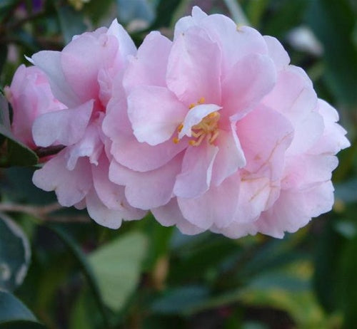 Camellia sasanqua 'Otome-sazanka' at Camellia Forest Nursery