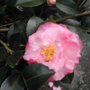 Camellia sasanqua 'Our Linda' at Camellia Forest Nursery