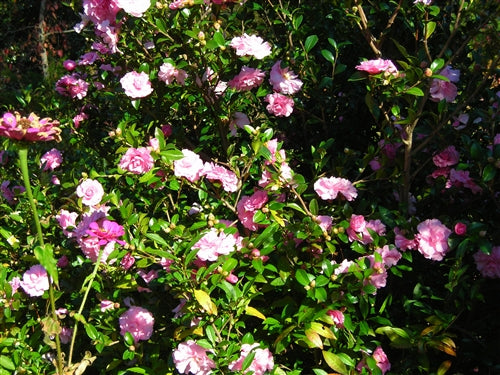 Camellia sasanqua 'Our Linda' at Camellia Forest Nursery