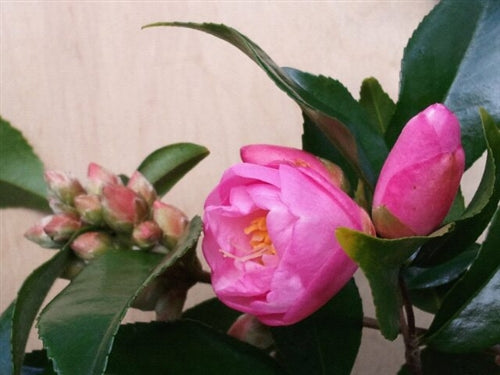 Camellia x 'Our Melissa'