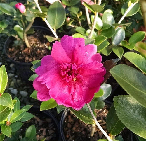 Camellia sasanqua 'Paradise Rebecca' at Camellia Forest Nursery