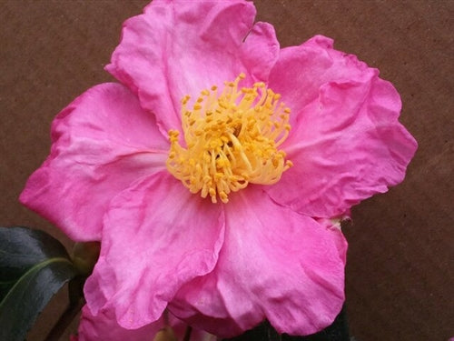 Camellia sasanqua 'Pink Butterfly' at Camellia Forest Nursery