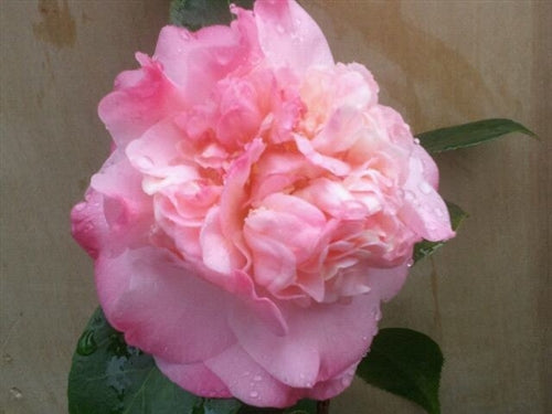 Camellia japonica 'Peter Pan' at Camellia Forest Nursery