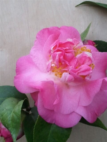 Camellia japonica 'Peter Pan' at Camellia Forest Nursery