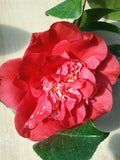 Camellia japonica 'Paulette Goddard' at Camellia Forest Nursery