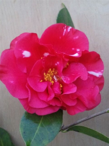 Camellia japonica 'Paulette Goddard' at Camellia Forest Nursery