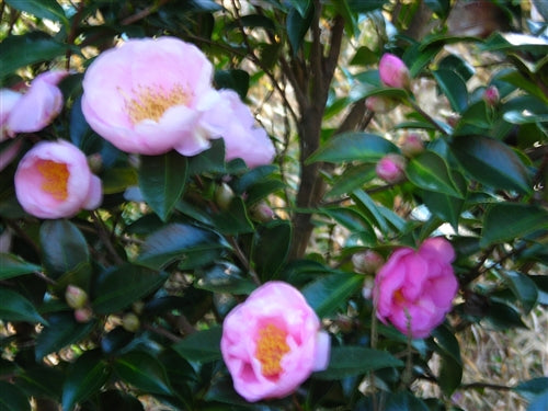 Camellia sasanqua 'Pink Goddess' at Camellia Forest Nursery