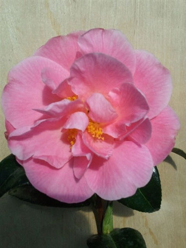 Camellia x 'Pink Icicle'