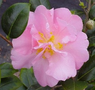 Camellia x 'Pink Icicle'