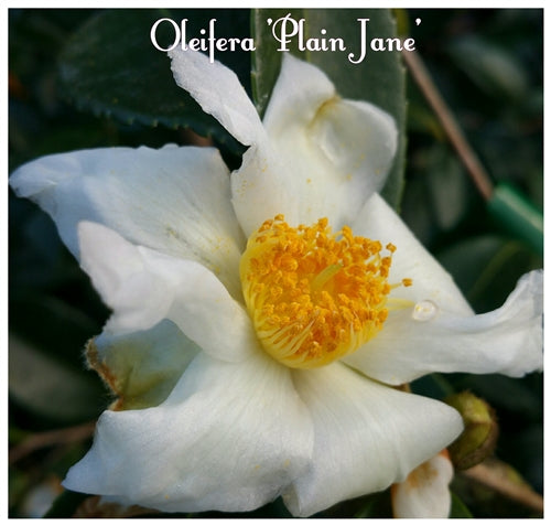 Camellia oleifera 'Plain Jane' at Camellia Forest Nursery