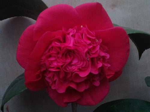 Camellia japonica 'Professor Sargent' at Camellia Forest Nursery