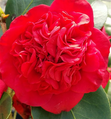 Camellia japonica 'Professor Sargent' at Camellia Forest Nursery