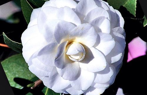 Camellia japonica 'Purity' at Camellia Forest Nursery