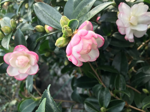 Camellia sasanqua 'Radiant Pixie' at Camellia Forest Nursery