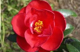 Camellia japonica 'Red Hots' at Camellia Forest Nursery