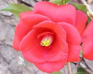 Camellia japonica 'Red Jade' at Camellia Forest Nursery