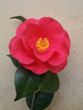 Camellia japonica 'Red Jade' at Camellia Forest Nursery